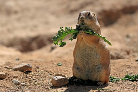 Black-tailed prairie dog (Cynomys ludovicianus), adult, feeding, standing upright, Sonoran Desert,