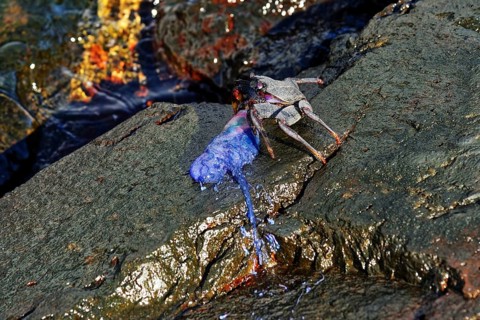 Crab (Brachyura) eating a Portuguese Man O' War (Physalia physalis) Crab, Capelas, Sao Miguel