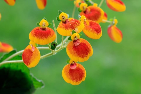 Slipper flower (Calceolaria Hybride), flowering, Elllerstadt, Germany, Europe