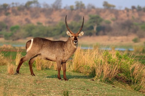 Ellipsen waterbuck (Kobus ellipsiprymnus), adult, male, foraging, vigilant, Kruger National Park,