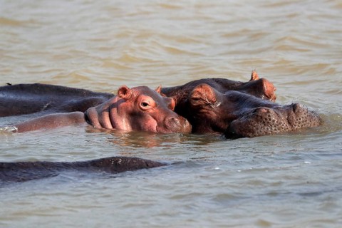 Hippopotamus (Hippopatamus amphibius), adult, juvenile, in water, social behaviour, portrait, Saint