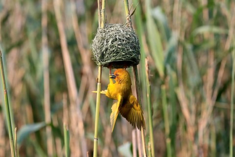 Eastern golden weaver (Ploceus subaureus), adult, male, at the nest, mating, Saint Lucia Estuary,