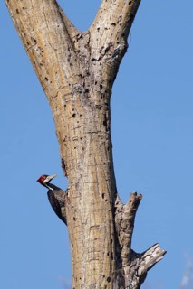 Female Crimson crested woodpecker, Campephilus melanoleucos, Amazon Basin, Brazil, South America