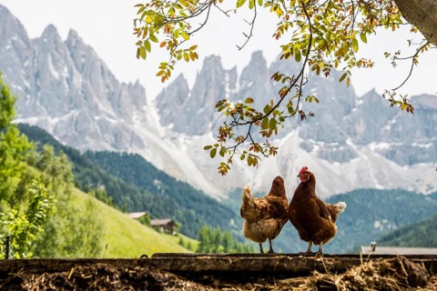 Chickens, Geislerspitzen, Villnöss Valley, Sass Rigais, Dolomites, South Tyrol, Italy, Europe