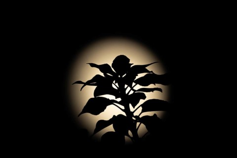 A full moon in the night sky with a Common ivy (Hedera helix) plant stem and leaves silhouetted