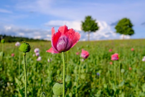 Poppy, (Papaver somniferum), poppy field, Waldviertel grey poppy, poppy village Armschlag,