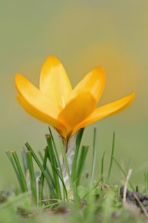 Golden crocus or dutch yellow crocus (Crocus flavus), North Rhine-Westphalia, Germany, Europe