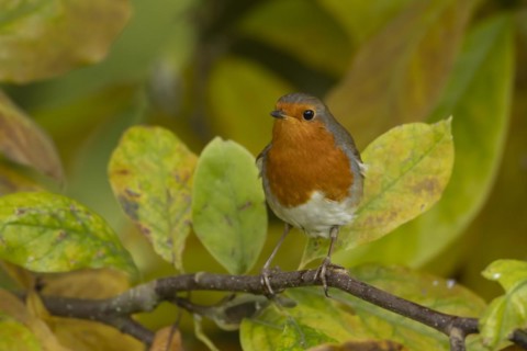 European robin (Erithacus rubecula) adult bird amongst autumn leaves of a garden Magnolia tree,