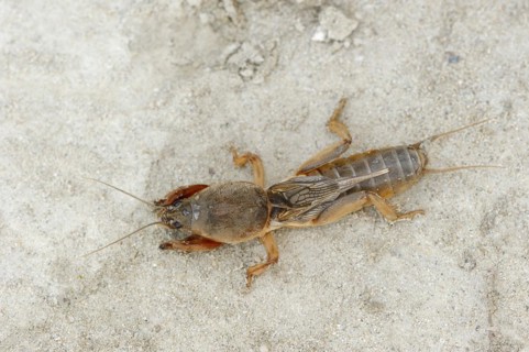 European mole cricket (Gryllotalpa gryllotalpa), Camargue, Provence, southern France