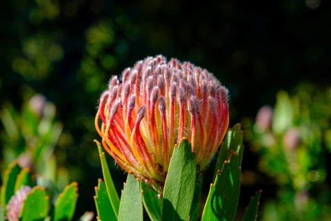Leucospermum cordifolium (Protea Leucospermum cordifolium), flower, flowering, silver tree plant,