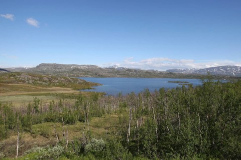 Transition from fell birch forest with low birch trees to treeless tundra, Lapland, Sweden,