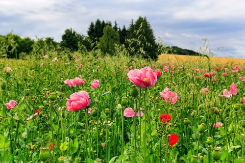 Opium poppy (Papaver somniferum), cultivation of edible poppy, poppy field, pink flowers and seed