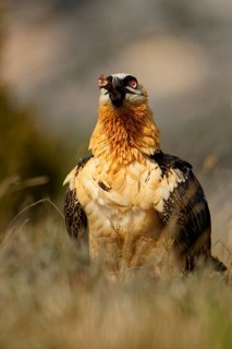 Old bearded vulture (Gypaetus barbatus), devouring sheep bones, Catalonia, Pyrenees, Spain, Europe
