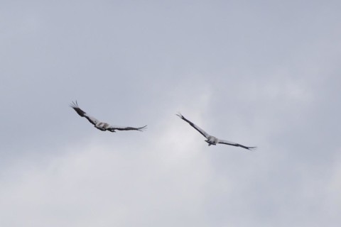 Two cranes in the sky (Grus grus), Teufelsbruch, Müritz National Park, Mecklenburg Lake District,