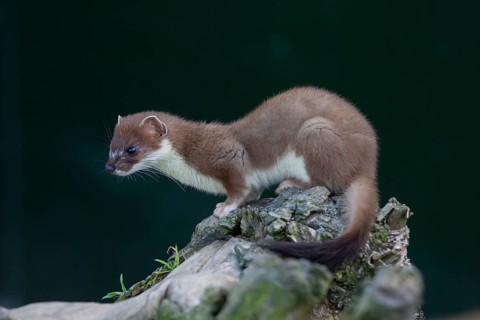 European stoat (Mustela erminea) adult animal on a tree stump, United Kingdom, Europe