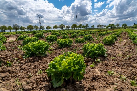 Agriculture, lettuce growing in a field, Lollo Bionda and Lollo Rossa, in long rows of plants, at