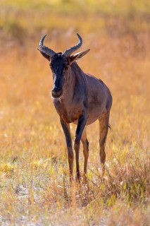 Africa, Botswana, antelope, lyrebird, Botswana, Africa