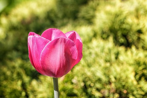 Beautiful rose tulip flowers with green blurred background