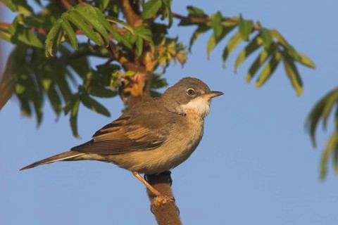 Whitethroat, songbird, (Sylvia communis), Bad Dürkheim district, Rhineland-Palatinate, Federal