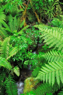 Fern Branch, Westland National Park, South West New Zealand World Heritage Site, West Coast, South
