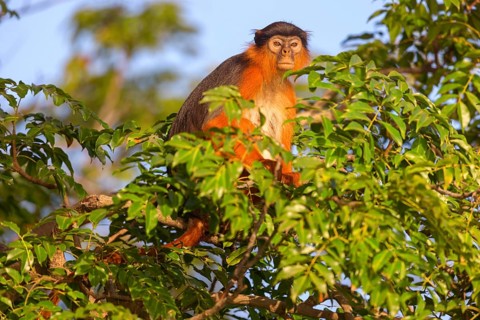 Western red colobus (Piliocolobus badius), primates, Janjabureh boat trip, Janjabureh, South Bank,