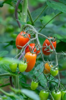 Tomato plant with ripe and unripe fruits, North Rhine-Westphalia, Germany, Europe