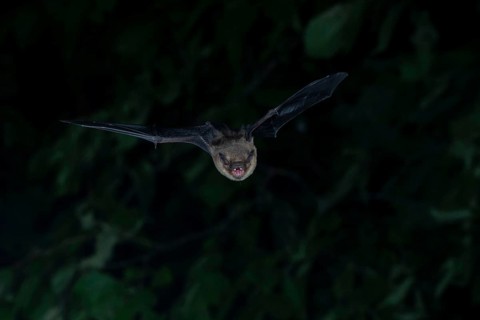 Brown long-eared bat (Plecotus auritus) in flight from its wintering grounds, Brandenburg, Germany,
