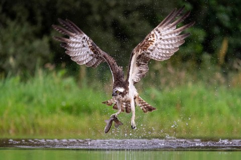 Western osprey (Pandion haliaetus) hunting, Aviemore, Scotland, Great Britain