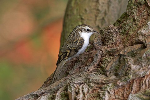 Woodcreeper, (Certhias familiaris)