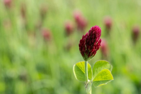 Incarnate clover (Trifolium incarnatum), Emsland, Lower Saxony, Germany, Europe