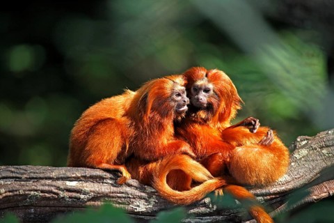 Golden lion tamarin (Leontopithecus rosalia), adults, on tree, South America