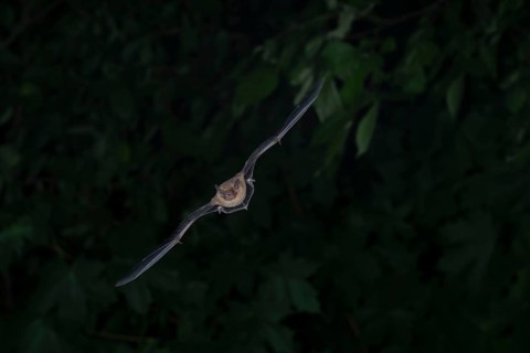 Common pipistrelle (Pipistrellus pipistrellus) hunting insects in front of deciduous forest,