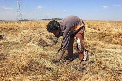 Amhara region, farmers harvesting teff, teff, tef, dwarf millet, Eragrostis tef, seeds are