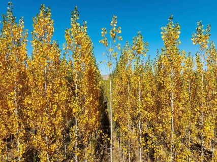 European Aspen (Populus tremula) in autumnal colours. Cultivated for timber. Drone shot. Granada