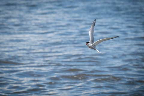 Arctic Arctic Tern (Sterna paradisea) in flight, Wadden Sea, North Frisia, Schleswig-Holstein,