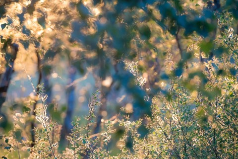 Sunlight in the late evening of a summer day reflects on green leaves and illuminates their edges