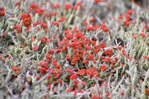 The rare and endangered common scarlet lichen (Cladonia pleurota) in the Pechschnait raised bog
