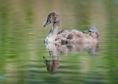 Mute swan (Cygnus olor) young bird swimming on a pond, one leg out of the water in resting