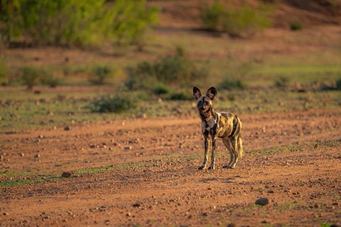 African Wild Dog, Painted Dog, Lycaon pictus, endangered wild animal looking into the camera. The