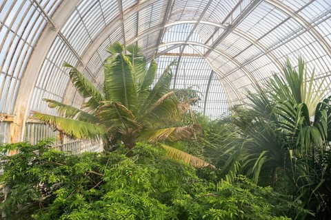 Lush tropical vegetation, Palm House, oldest Victorian greenhouse in the world, Royal Botanic