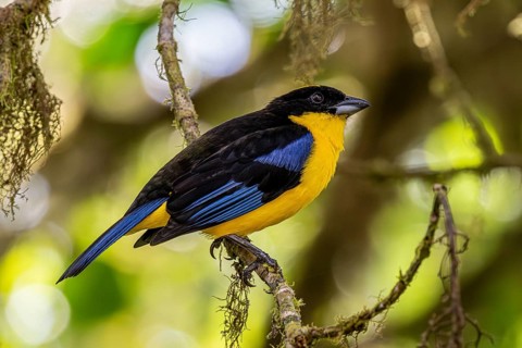 Blue-winged mountain tanager (Anisognathus somptuosus), Mindo Forest Reserve, Mindo, Ecuador, South