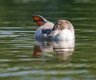 Mute swan (Cygnus olor) young bird swimming on a pond, one leg out of the water in resting