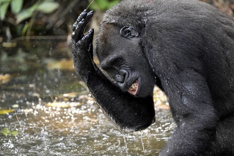 Western lowland gorilla (Gorilla gorilla gorilla) playing in the water of a river, male animal,