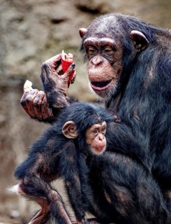 Animal portrait, Western chimpanzee (Pan troglodytes verus) playing with young, captive,