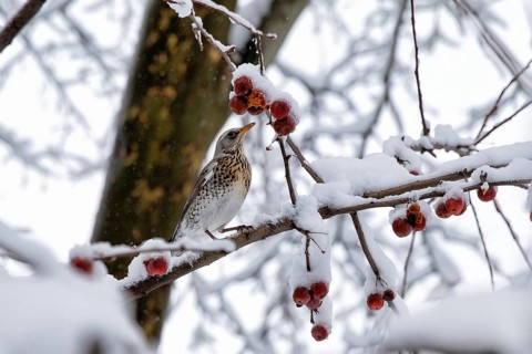 Fieldfare. Krasnodar. Russia