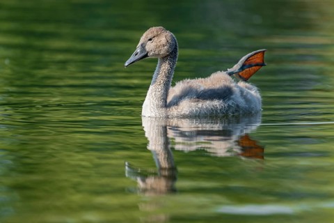 Mute swan (Cygnus olor) young bird swimming on a pond, one leg out of the water in resting