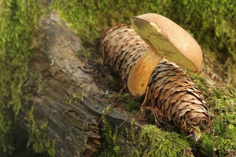 Chestnut boletus (Imleria badia) grows from spruce cones (Picea) Allgäu, Bavaria, Germany,