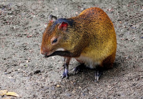 Black-backed agouti (Dasyprocta prymnolopha), order of rodents, captive, distribution forest and