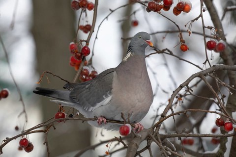 Vyakhir pigeon. Russia
