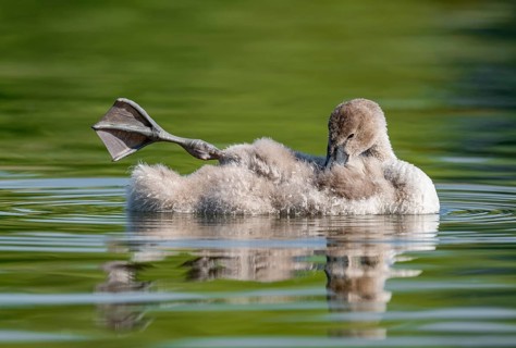 Mute swan (Cygnus olor) young bird swimming on a pond, one leg out of the water in resting